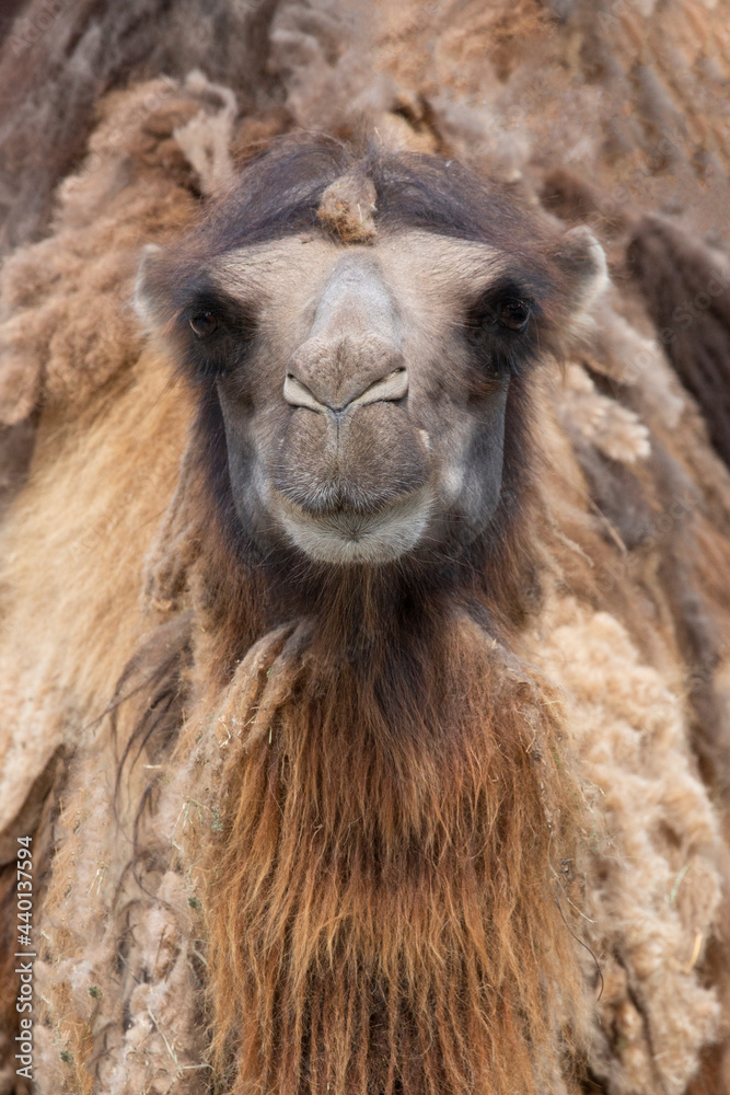 Obraz premium Portrait of a camel in the zoo, full face