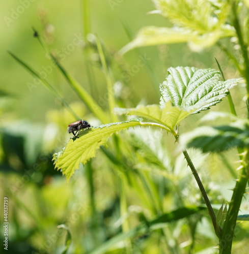 (Phyllopertha horticola)  Hanneton des jardins ou hanneton horticole vu de profil photo