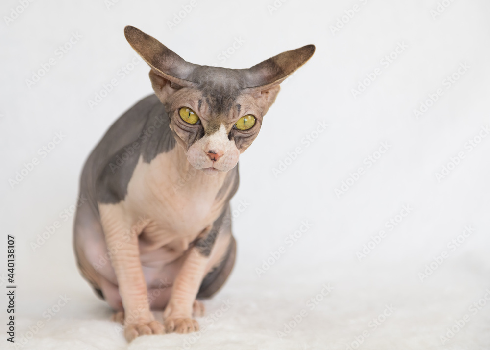 Portrait of an adult exotic Sphynx cat. The cat has no hair. Portrait of an adult exotic Sphynx cat. The cat has no hair.
