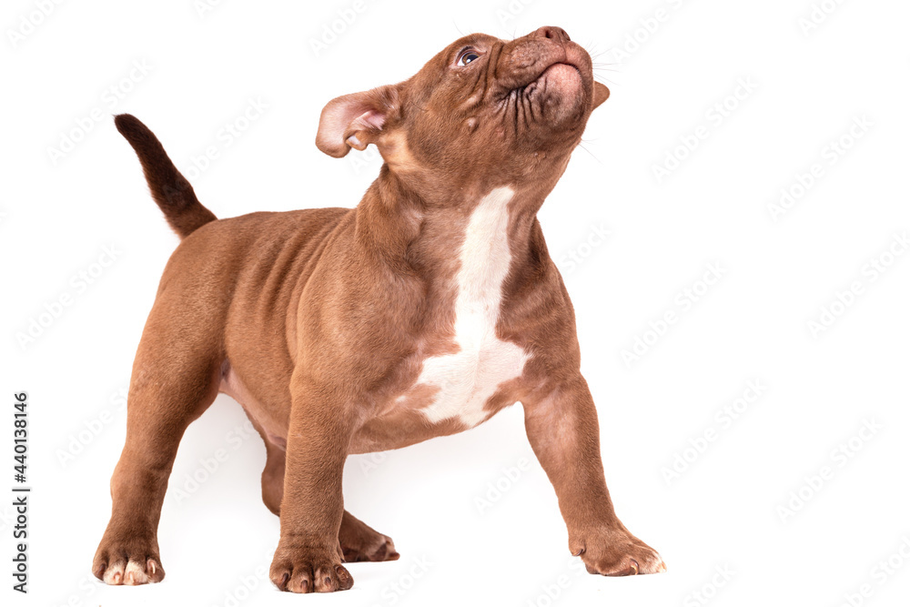 A brown American bully puppy sits quietly and looks up. Isolated on a white background
