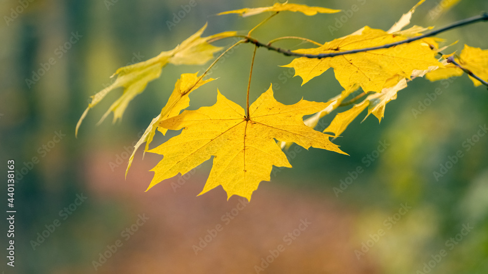 Yellow maple leaves in the forest on a tree on a gentle blurred background Yellow maple leaves in the forest on a tree on a gentle blurred background