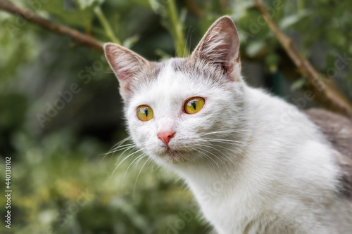A cat in the garden on a blurred background looks intently at the prey. Cat on the hunt © Volodymyr