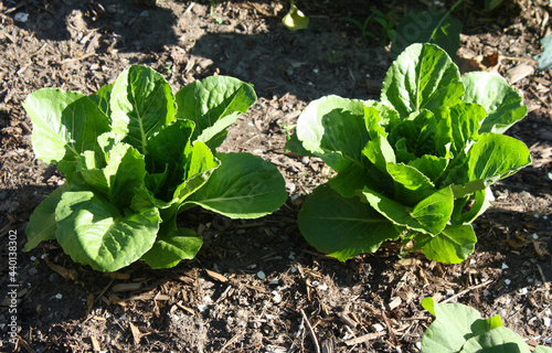 Young romaine lettuce growing in a backyard vegetable garden.