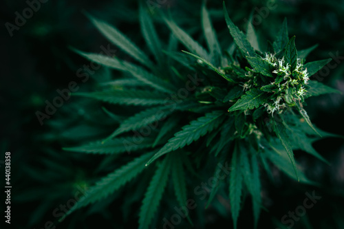 Marijuana Plant with White Bud