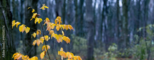 A branch of a tree with yellow leaves in a dark autumn forest