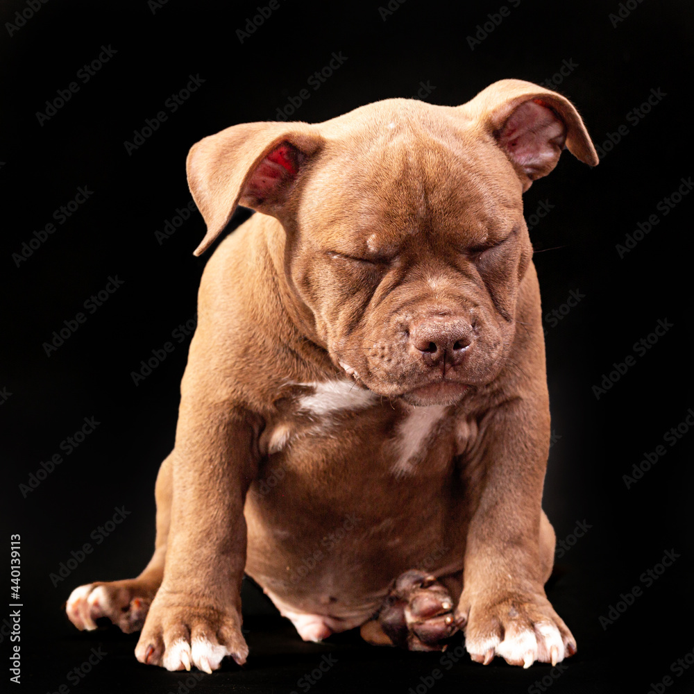 A brown American bully puppy with uncut ears. Close-up, isolated on a black background A brown American bully puppy with uncut ears. Close-up, isolated on a black background