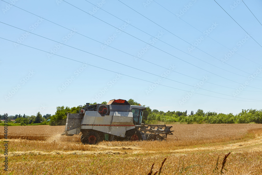 Fototapeta premium Combine harvester in action on wheat field. Process of gathering a ripe crop.