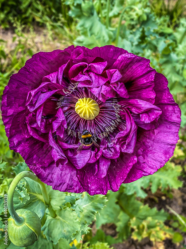 Purple Poppy with Bee