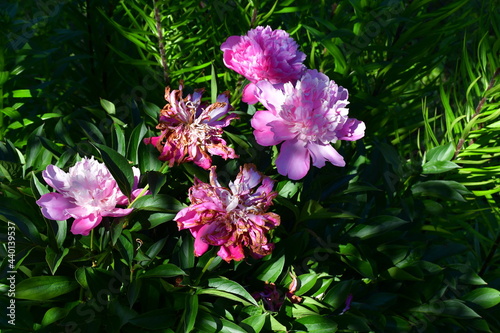 A peony bush with blooming and fading flowers. Pink peonies. Garden flowers.