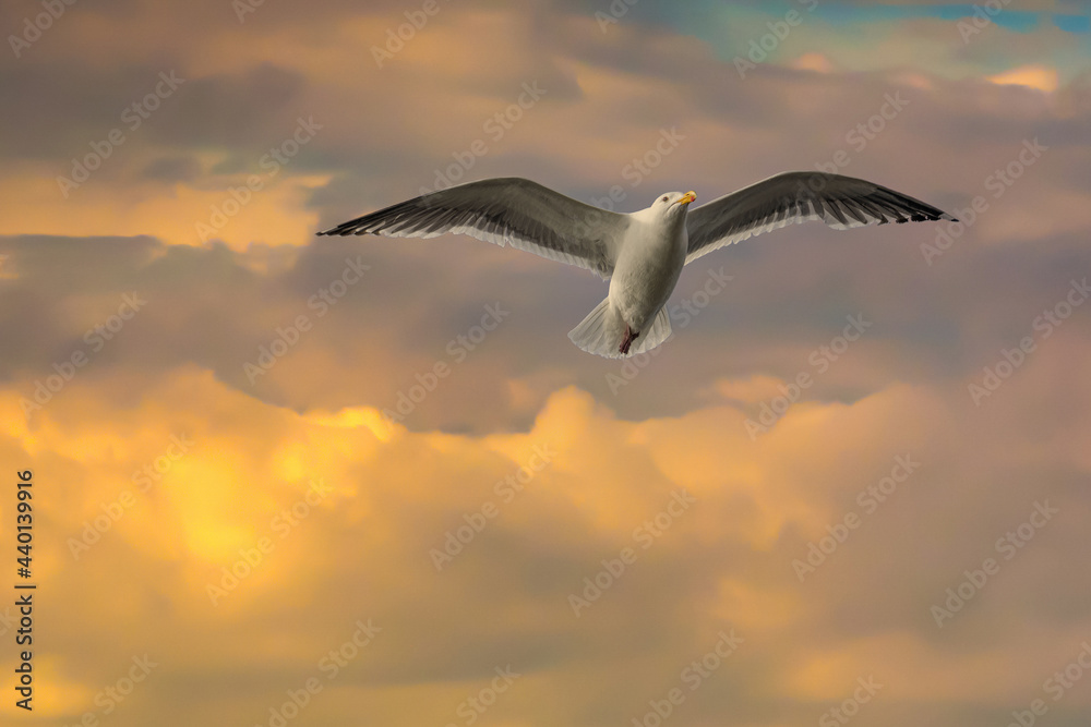 Fototapeta premium A seagull in flight at sunseton the Oregon coast near Depoe Bay