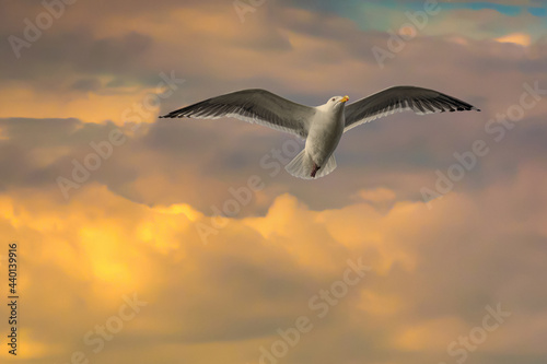 A seagull in flight at sunseton the Oregon coast near Depoe Bay photo