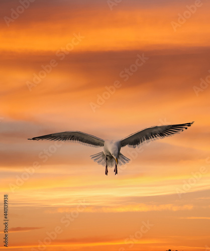 A seagull in flight at sunseton the Oregon coast near Depoe Bay