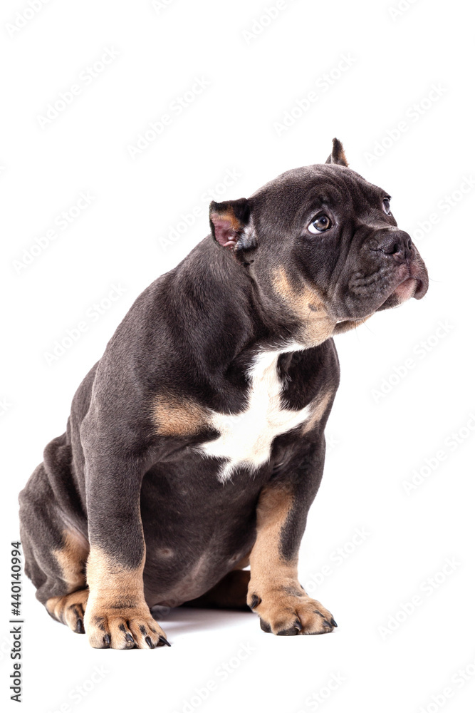 A puppy of the American Bully breed of the tricolor color. A newly created companion dog breed in the United States. Isolated on a white background, close-up, selective focus