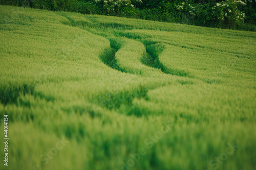 Beautiful wallpaper of footpath through green field
