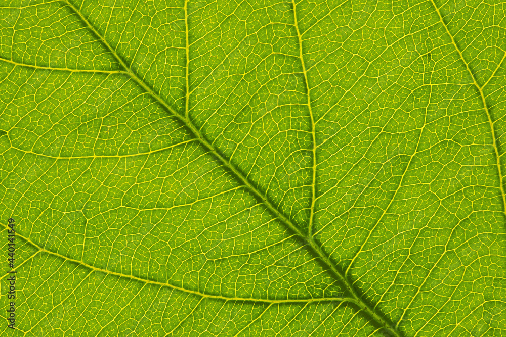 Fresh leaf of fruit tree close up. Mosaic pattern of a net of yellow veins and green plant cells. Abstract background on a floral theme. Beautiful summer wallpaper. Macro Fresh leaf of fruit tree close up. Mosaic pattern of a net of yellow veins and green plant cells. Abstract background on a floral theme. Beautiful summer wallpaper. Macro