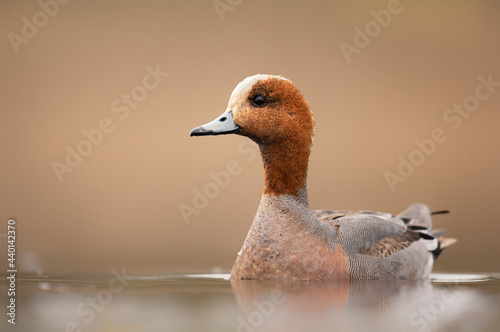 Wigeon duck bird ( Mareca penlope ) photo