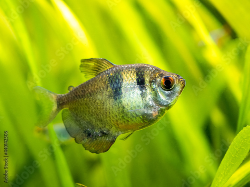 Obraz na plátně Black Skirt Tetra (Gymnocorymbus ternetzi) in a fish tank with blurred backgroun
