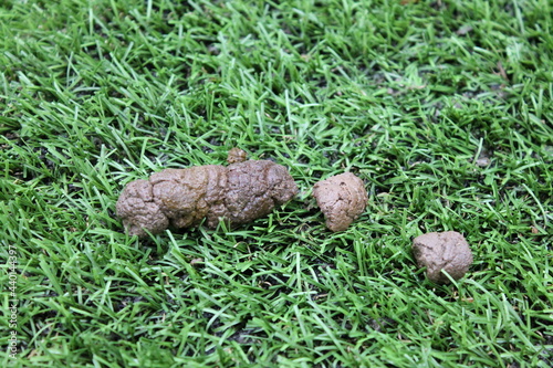 Dog poo, dog doo, dog shit, dog excrement on artificial grass