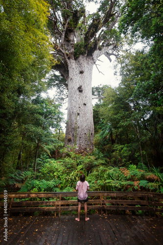 New Zealand, North Island, Northland, Young man admiring Tane Mahuta kauri tree photo
