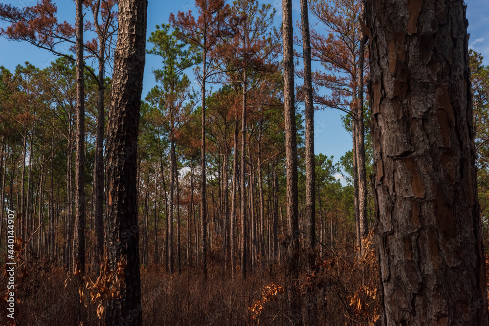 Fototapeta premium Longleaf Pines Grow in Weeks Bay Pitcher Plant Bog