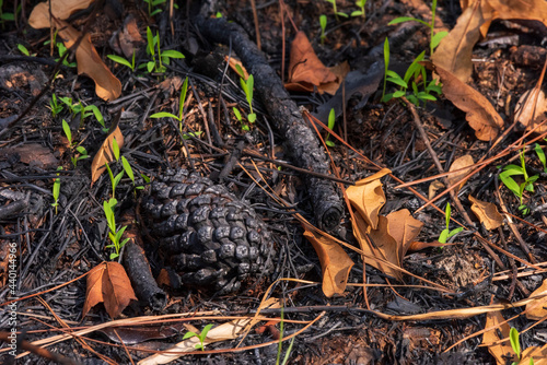 Charred Pine Cone in Weeks Bay Pitcher Plant Bog