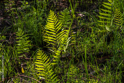 Ferns Grow in the Weeks Bay Pitcher Plant Bog