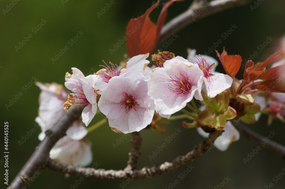 Obraz premium ウメ咲いた 冬の終わり