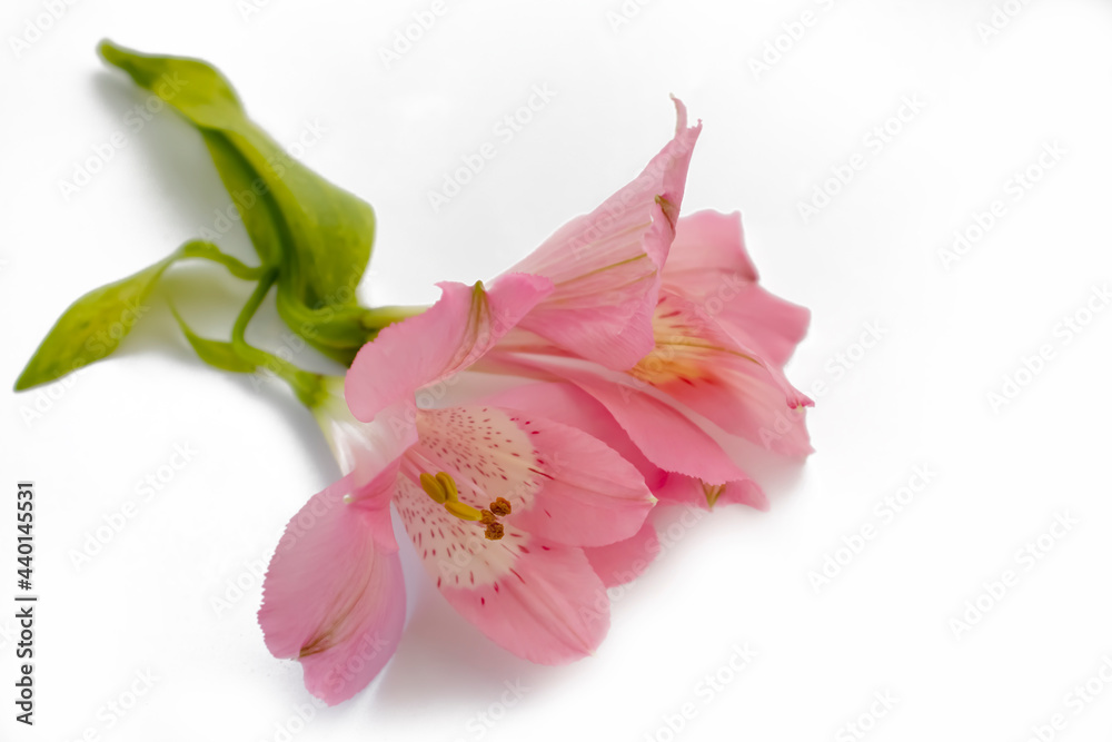 alstroemeria flower isolated on white background
