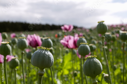 Opium poppy. Pharmaceutical opium poppy field against the sky. Summer landscape .