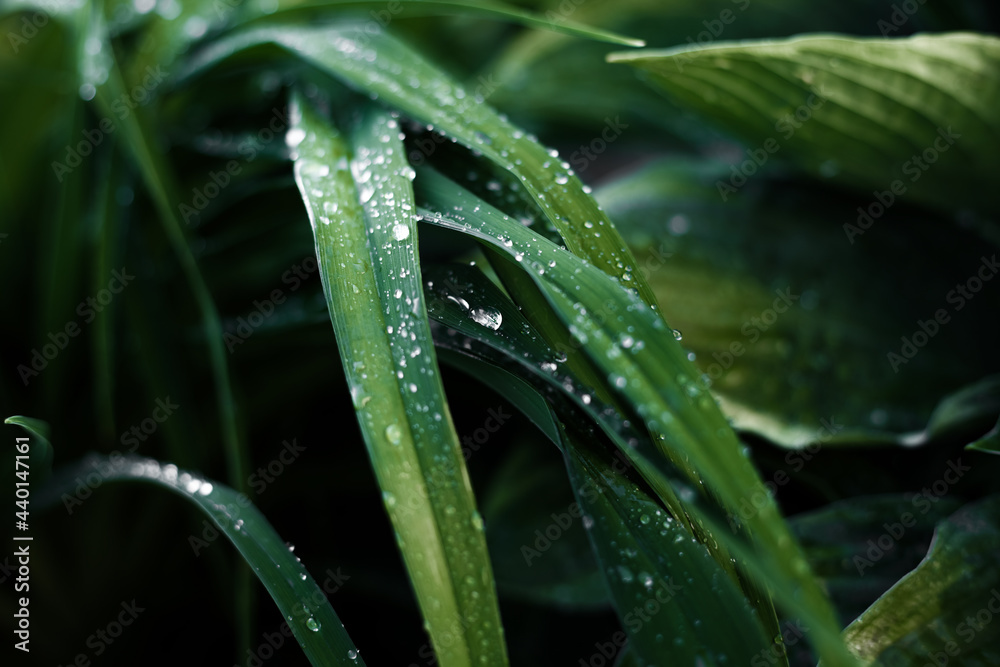 Close up water drops on a green leaf. Rain drops on plants. Close up water drops on a green leaf. Rain drops on plants.