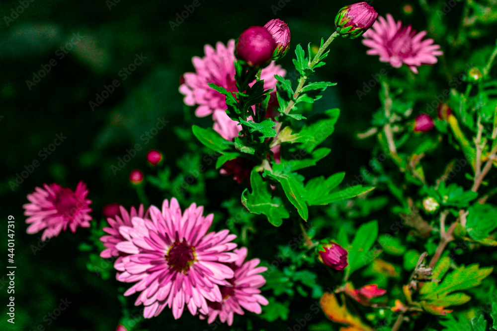 pink and white flowers pink and white flowers