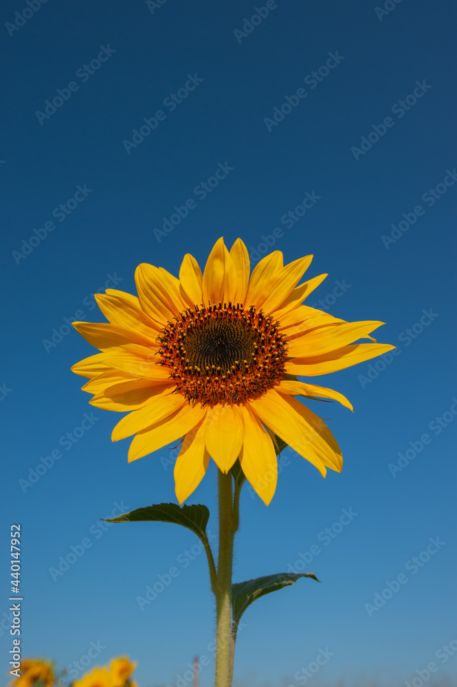 blooming sunflower flower against the blue sky in the evening. blooming sunflower flower against the blue sky in the evening.