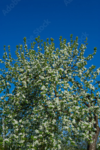 branches of the apple tree are covered with green foliage and white flowers against a blue sky.