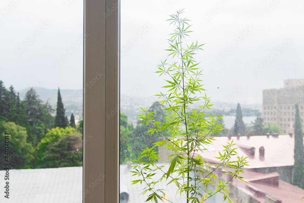 marijuana leaves on a light background. home cultivation of marijuana marijuana leaves on a light background. home cultivation of marijuana
