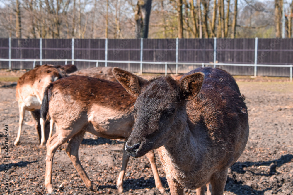Herd of doe deers standing in a farm Herd of doe deers standing in a farm