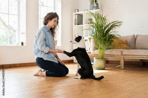 Jack Russell Terrier shaking hand with woman kneeling on hardwood floor at home