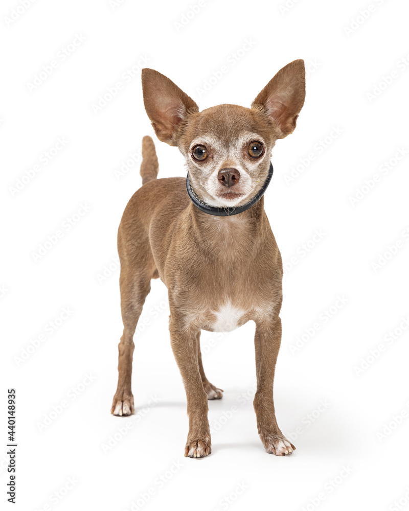 Brown Chihuahua Dog Standing Looking Ahead