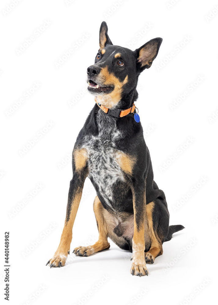 Friendy Happy Doberman Pinscher Dog Sitting