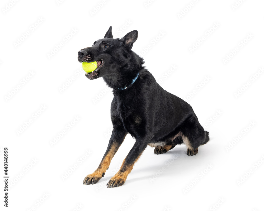 Funny Dog Playing Fetch With Yellow Ball
