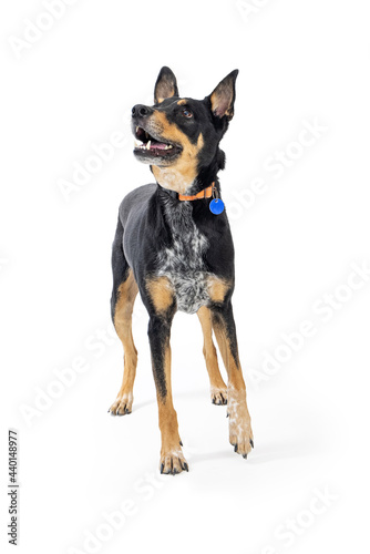 Excited Doberman Pinscher Crossbreed Dog Lifting Paw