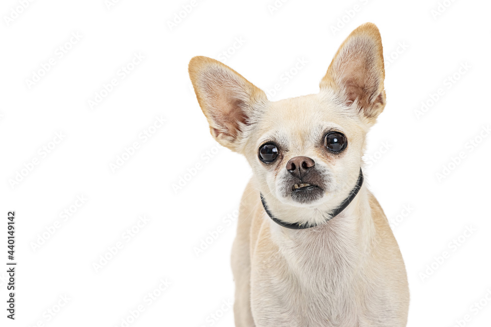 Obraz premium White Chihuahua Dog Closeup