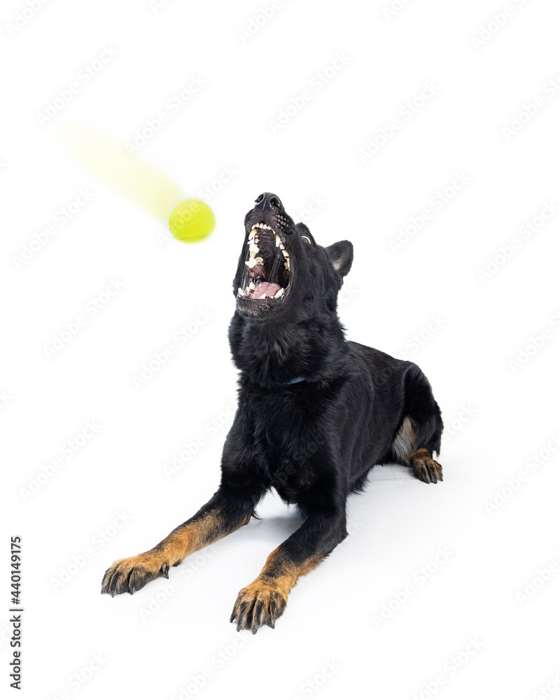 Obraz premium Funny Large Dog Catching a Tennis Ball