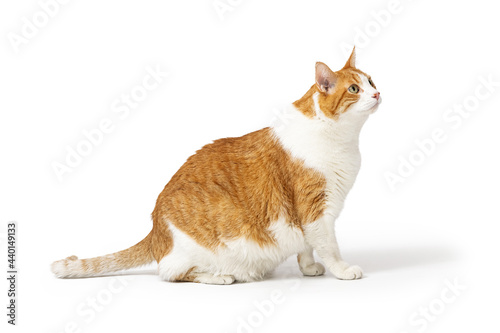 Fototapeta Naklejka Na Ścianę i Meble -  Large Overweight Cat Looking Up for Treat