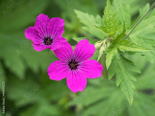 Pretty cranesbill geranium flowers in a garden