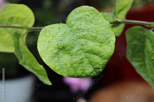 heart shaped leaf