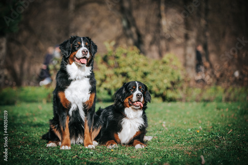 Bernese mountain dog female in the beautiful park. Pure breed dog posing outside