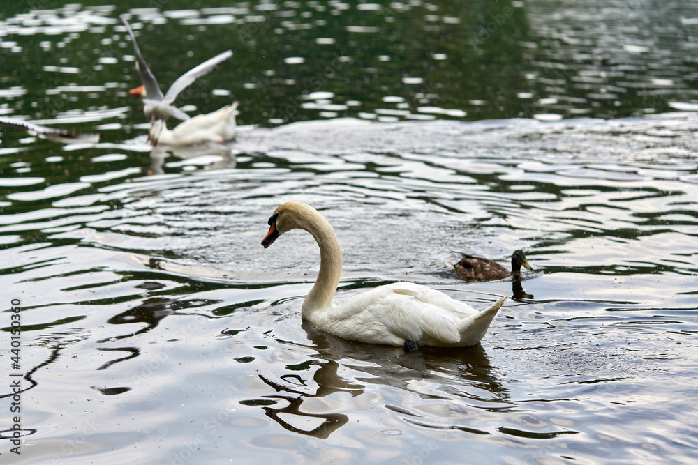 Fototapeta premium A white swan with a long neck and a red beak floats on the water