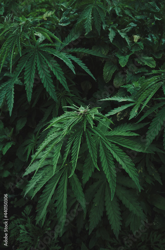 Close-up plantation wildly growing cannabis in nature. Growing cannabis. Hemp plant growing wild