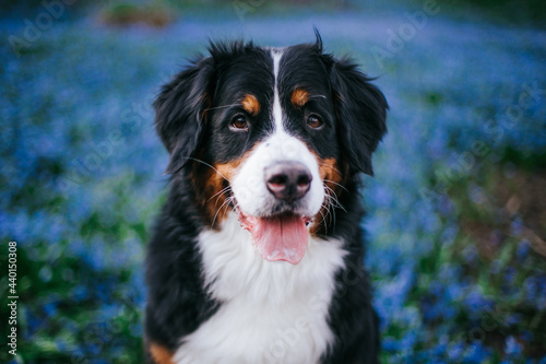 Bernese mountain dog female in the beautiful park. Pure breed dog posing outside  