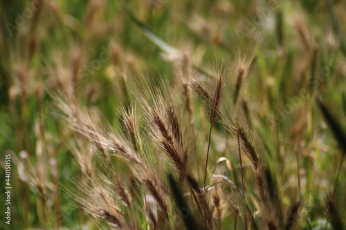 grass in the wind